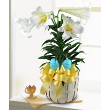 Elegant Easter Lily